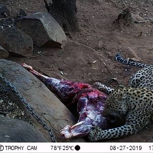 Leopard Trail Cam Pictures South Africa