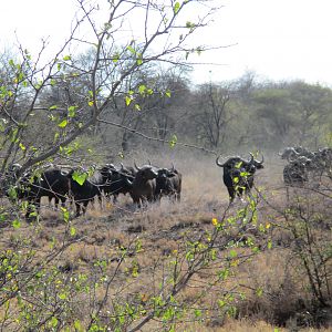 Cape Buffalo by the Crocodile River South Africa