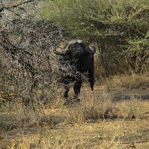 Cape Buffalo by the Crocodile River South Africa