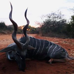 Tanzania Hunting Lesser Kudu