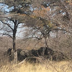 Cape Buffalo Caprivi/ Zambesi Region Namibia