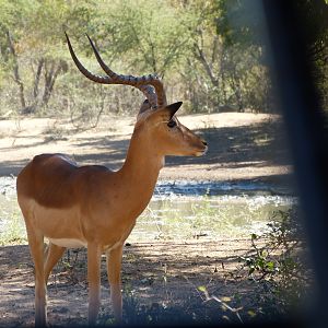 Witfontein 2019