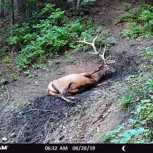 Bull elk in wallow