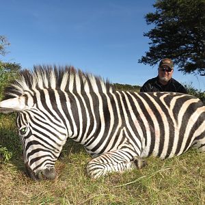 Burchell's Plain Zebra Hunt South Africa