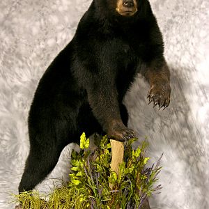 Black Bear Full Mount Taxidermy #1