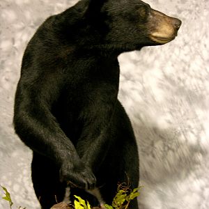 Black Bear Full Mount Taxidermy #2