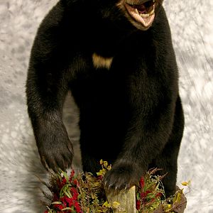 Black Bear Full Mount Taxidermy #3