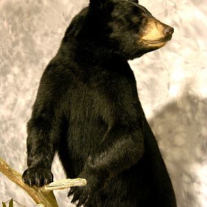 Black Bear Full Mount Taxidermy #4