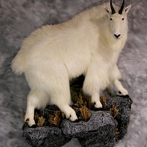 Mountain Goat Full Mount Taxidermy