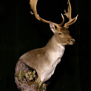 Fallow Deer Wall Pedestal with Habitat Taxidermy