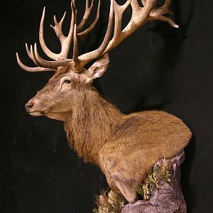 Red Stag Wall pedestal with Habitat Taxidermy