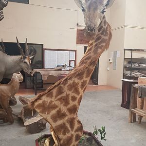 Giraffe Pedestal Mount Taxidermy Before