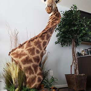Giraffe Pedestal Mount Taxidermy After