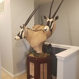 Gemsbok Double Pedestal Mount Taxidermy