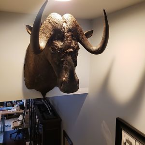 Black Wildebeest Shoulder Mount Taxidermy