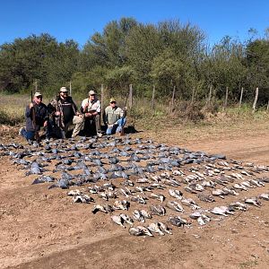 Doves & Partridges Hunting