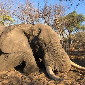 Elephant Hunt Namibia