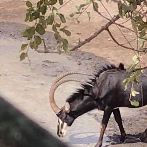 View of Sable Antelope from Blind