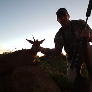 South Africa Hunting Duiker