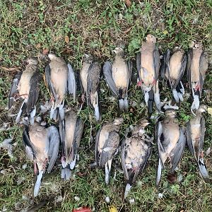 Hunting Doves Maryland USA