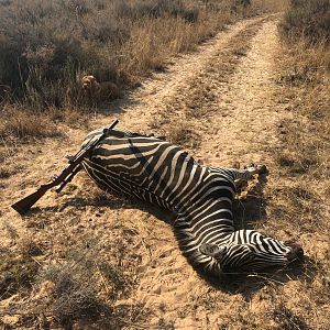 Burchell's Plain Zebra Cull Hunt South Africa