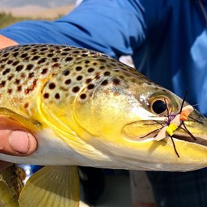 Montana, Idaho & Wyoming USA Fly Fishing Trout