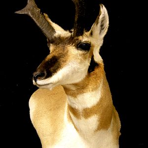 Pronghorn Wall Pedestal Mount Taxidermy