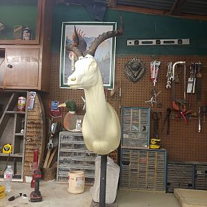 Impala Taxidermy Progress