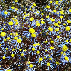 Wild Veld Flowers South Africa