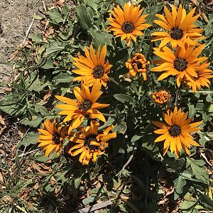 Wild Veld Flowers South Africa