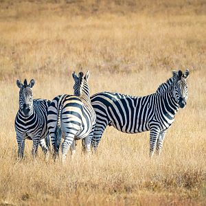 Plains Zebra