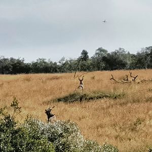 Kudu Walk & Stalk Bow Hunt
