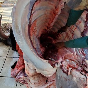 Cape Buffalo single lung shot