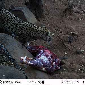 Trail Cam Pictures of Leopard in South Africa