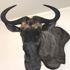 Blue Wildebeest Shoulder Mount Taxidermy