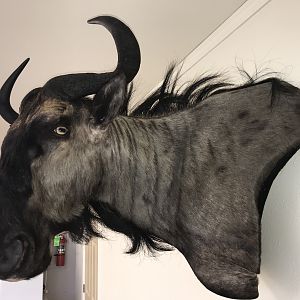 Blue Wildebeest Shoulder Mount Taxidermy