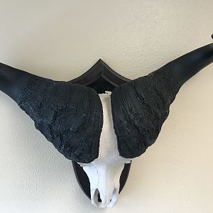 Cape Buffalo European Skull Mount Taxidermy