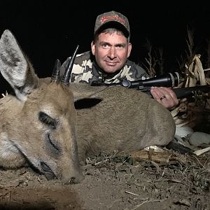 South Africa Hunt  Duiker