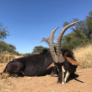 South Africa Hunting Sable