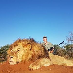 South Africa Hunting Lion