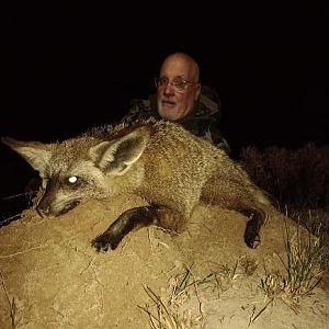 Hunting Bat-eared Fox in South Africa