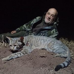 South Africa Hunt African Wild Cat