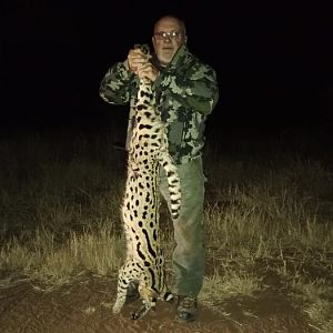 Serval Cat Hunting South Africa