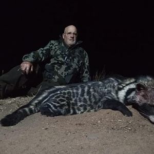 Civet Cat Hunt South Africa