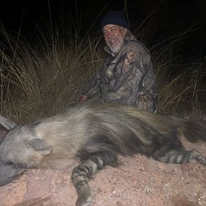 Brown Hyena Hunting South Africa