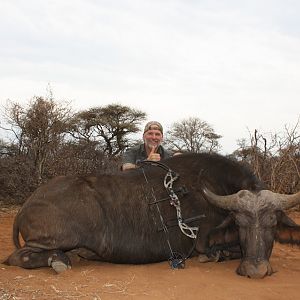 Bow Hunting Cape Buffalo Cow in South Africa