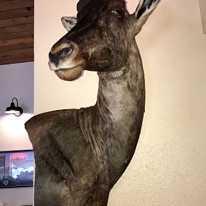 Tsessebe Wall Mount Taxidermy