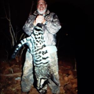 Hunting Civet Cat in South Africa