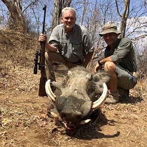 Warthog Hunting Zimbabwe