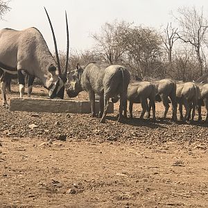 Gemsbok & Warthog South Africa